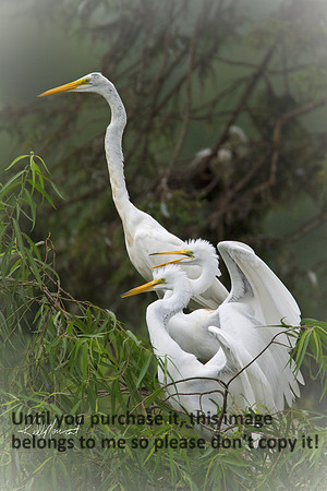GreatEgret&ChicksJeffersonIsland-9008