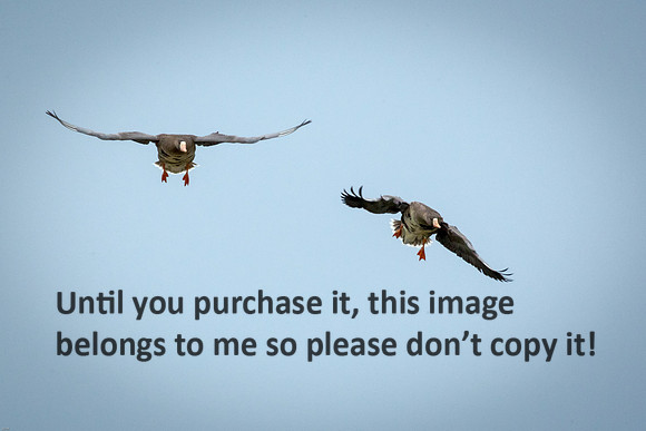 specklebelly-geese_gueydan-la_kelly-morvant-photog_01-11-15-1437