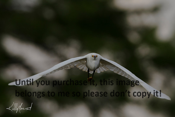 SnowyEgretFlyingRight@Camera-9628
