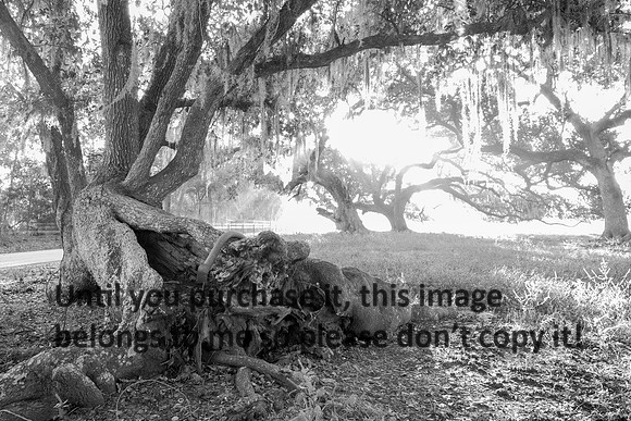 Early Morning_Live Oaks_Moss_Vermilion Parish_B&W_Kelly Morvant Photography_10-12-14-7728