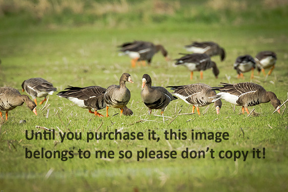 specklebelly-geese_gueydan-la_kelly-morvant-photog_01-11-15-1237