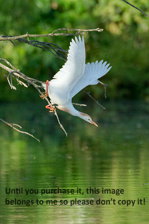 Cattle Egret- Breeding Plumage_Jefferson Island La-05-03-14-0054