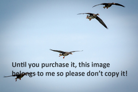specklebelly-geese_gueydan-la_kelly-morvant-photog_01-11-15-1422