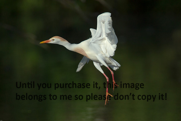 Cattle Egret- Breeding Plumage_Jefferson Island La-05-03-14-0095