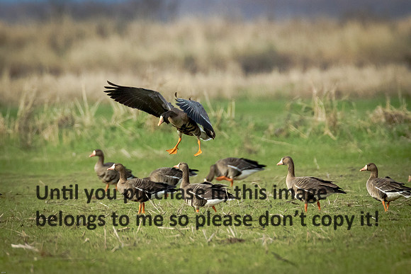 specklebelly-geese_gueydan-la_kelly-morvant-photog_01-11-15-1297
