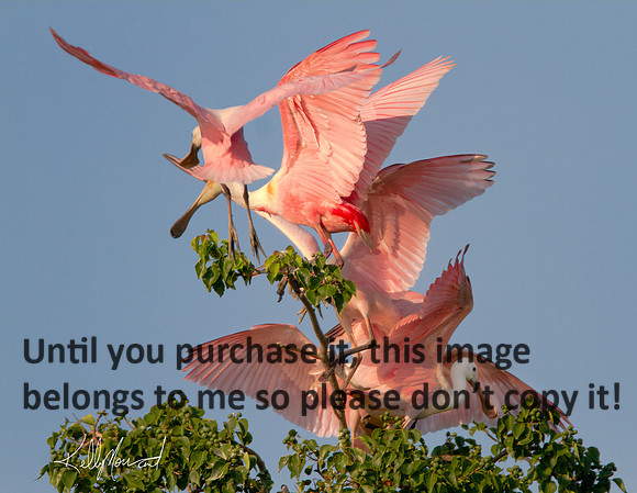 RoseateSpoonbillsFightingForTreeTopEarlyLight-JeffersonIslandFinalA-0620