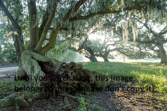 Early Morning_Live Oaks_Moss_Fog_Vermilion Parish_Kelly Morvant Photography_10-12-14-7726