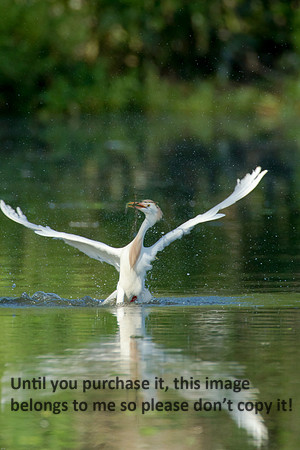 Cattle Egret- Breeding Plumage_Jefferson Island La-05-03-14-0062