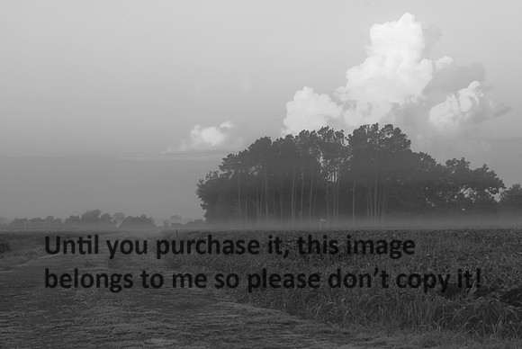 FarmFogMorning-Kaplan-B&W