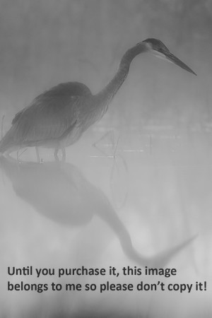 GreatBlueHeron-Winter- KaplanB&W-2564