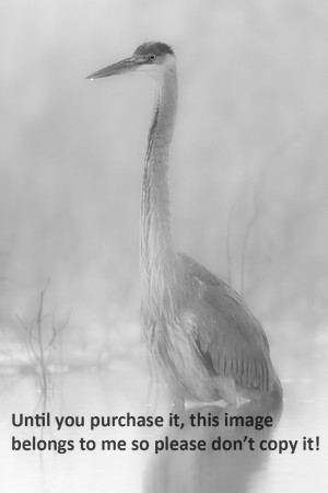 GreatBlueHeron-Winter- KaplanB&W-2614