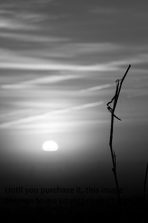 LouisianaFarmSunrise-Winter- KaplanB&W-9244