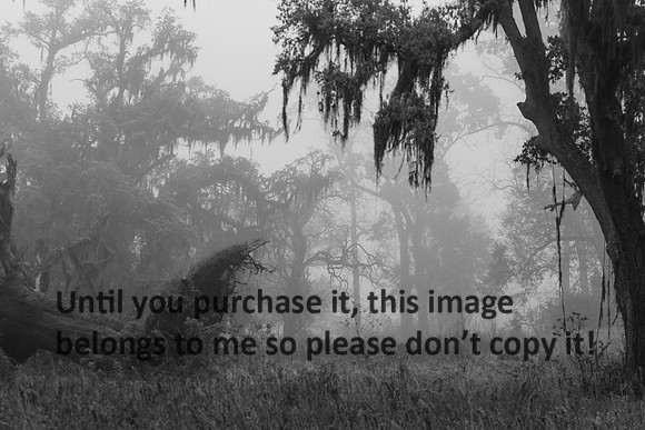 OakTreesFog-BreauxBridge-5606