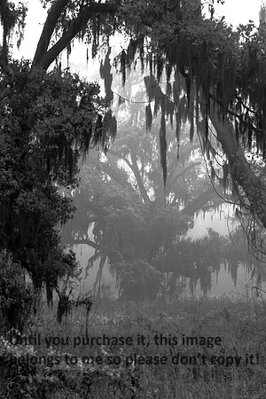 OakTreesFog-BreauxBridge-5607