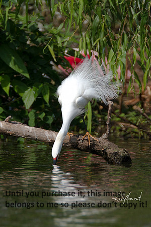 SnowyEgretDrinkingWater-9590