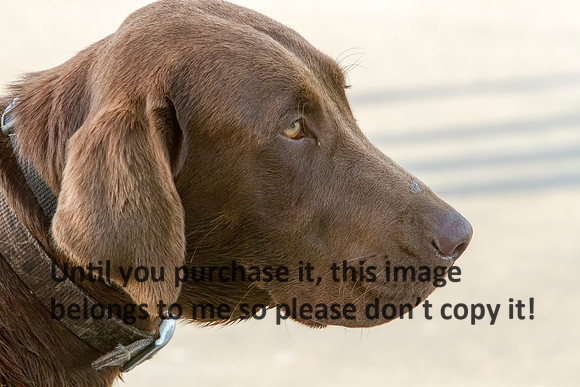 Dog-8752