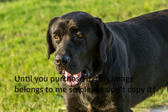 Dog-8754