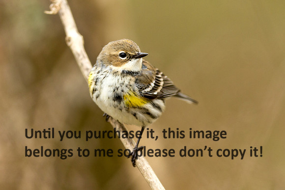Yellow-rumped Warbler_LakeMartin2012-5693