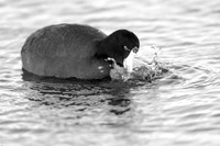 american-coot_cameron-louisiana_kelly-morvant-photography_12-31-14-0301_bw