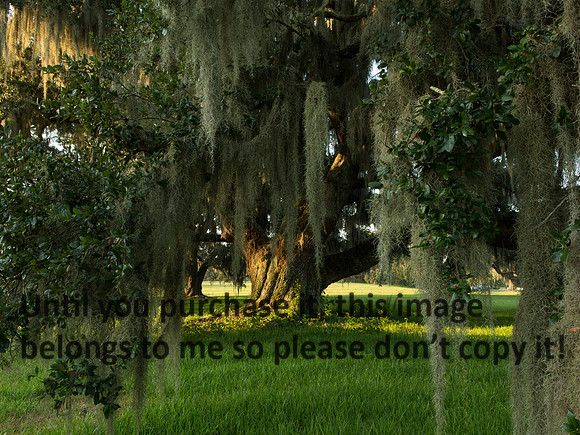 LiveOakTreeMoss-EarlyLight-JeffersonIsland-0353