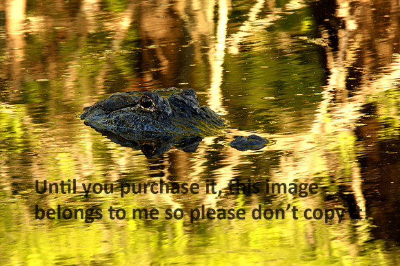 Alligator Golden Nature Image_5585 (1)