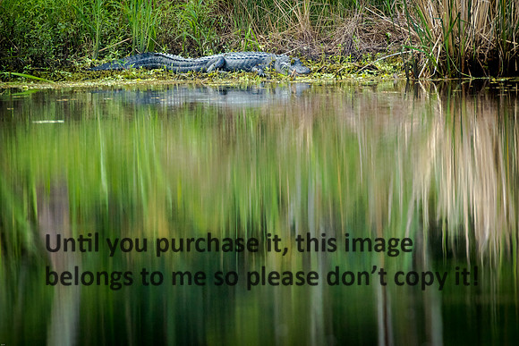 alligator_palmetto-state-park_2015_kelly-morvant-photography-9999