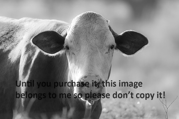Cow-Delcambre-8417