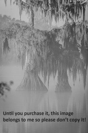cypress_tree_reflection_moss_swamp_bw_lake-martin_11-25-19_kellysheadshots.com_-0088 (2)