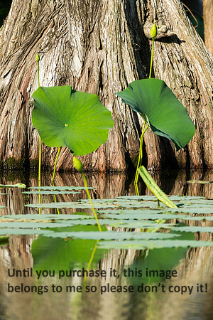 LotusFlower_CypressTree_LakeMartin_Louisiana_Swamp-8964