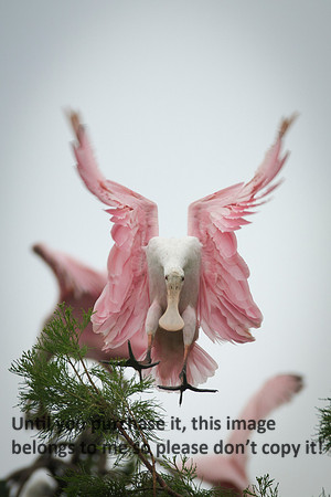 RoseateSpoonbillFlyingJeffersonIsland-8850