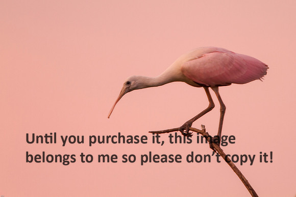 RoseateSpoonbill-PinkSky-Immature-JeffersonIsland-1072 (1)