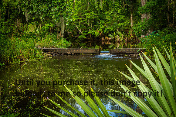 weir_palmetto-state-park_2015_kelly-morvant-photography-9926