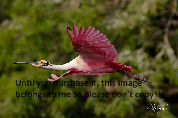 RoseateSpoonbillFlying-9459
