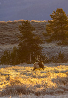 elk_grand-tetons_10-22-25_kellysheadshots.com_lg-28990