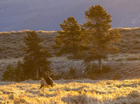 elk_grand-tetons_10-22-25_kellysheadshots.com_lg-28993