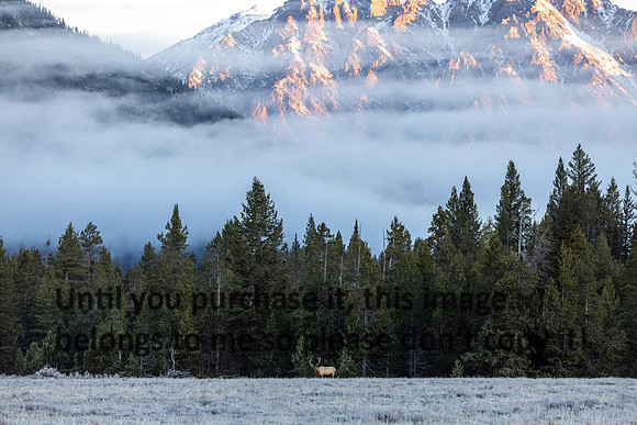 elk_grand-tetons_10-22-25_kellysheadshots.com_lg-28982