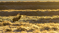 elk_grand-tetons_10-22-25_kellysheadshots.com_lg-29076