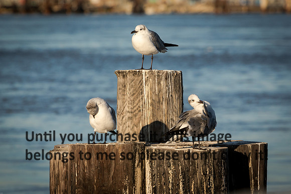 laughing-gulls_cameron-louisiana_kelly-morvant-photography_11-09-14-8688