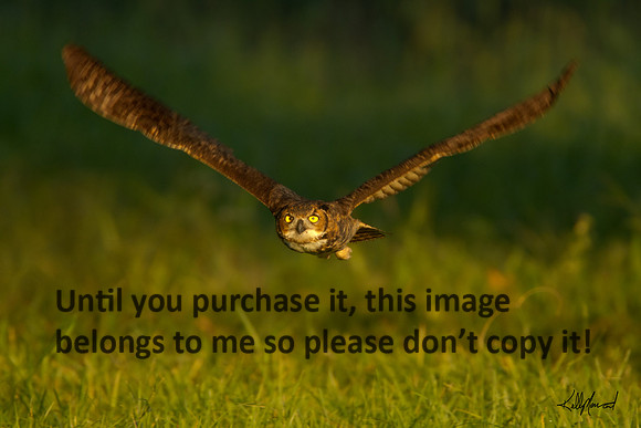 HornedOwl-StMartinville-4329