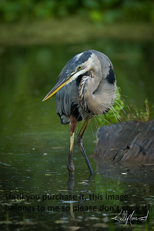 GreatBlueHeronNature-LakeMartin-1356