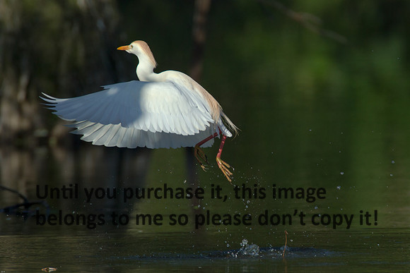 Cattle Egret - Breeding Plumage_Jefferson Island La-05-03-14-0157