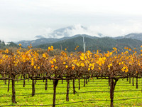 VineyardFogWinter_NapaCA-0549