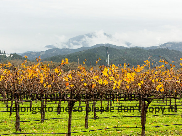 VineyardFogWinter_NapaCA-0549