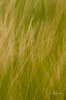 FieldGrassesBlur-3992