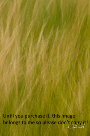 FieldGrassesBlur-3992