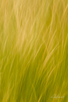 FieldGrassesBlur-3994