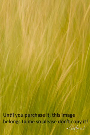 FieldGrassesBlur-3994