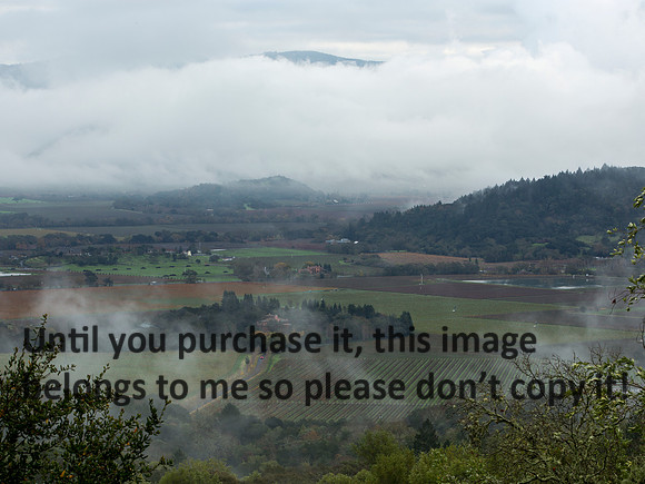 NapaValleyFog_NapaCA-0629