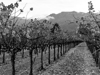 VineyardFogBW_NapaCA-0552