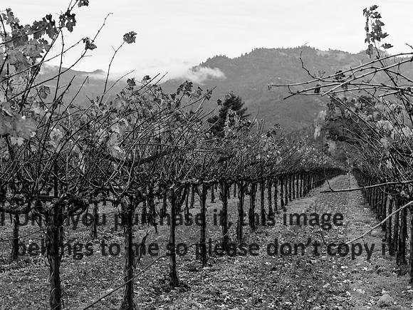 VineyardFogBW_NapaCA-0552